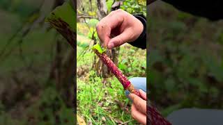 ASMR | Data Collection Process #asmr #farming #satisfying #relaxing #relax #gardening