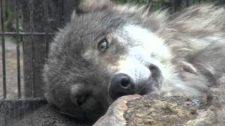 休んでいるオオカミ ユウキ~Wolf