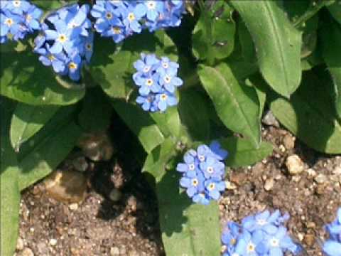 芽吹く季節（めぶくとき）