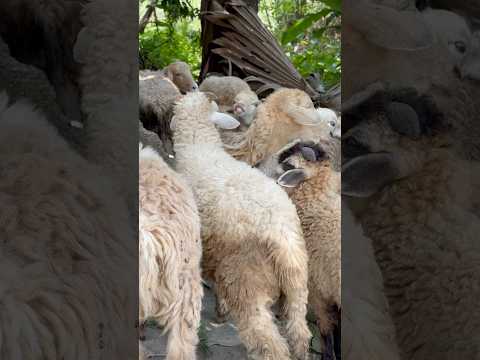 Sheep S Sound Shorts 