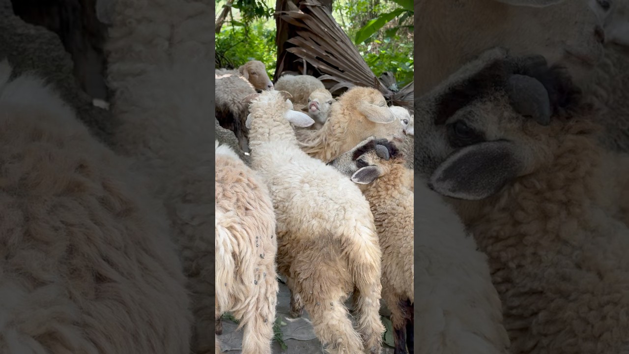 Sheep’s sound 🐑 