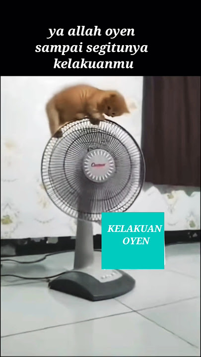 Download lagu anak kucing oyen selalu bikin ulah #shots #cat #fedshorts