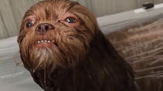 UNUSUAL MEMES COMPILATION V6