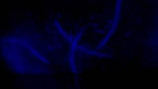 068.AVI