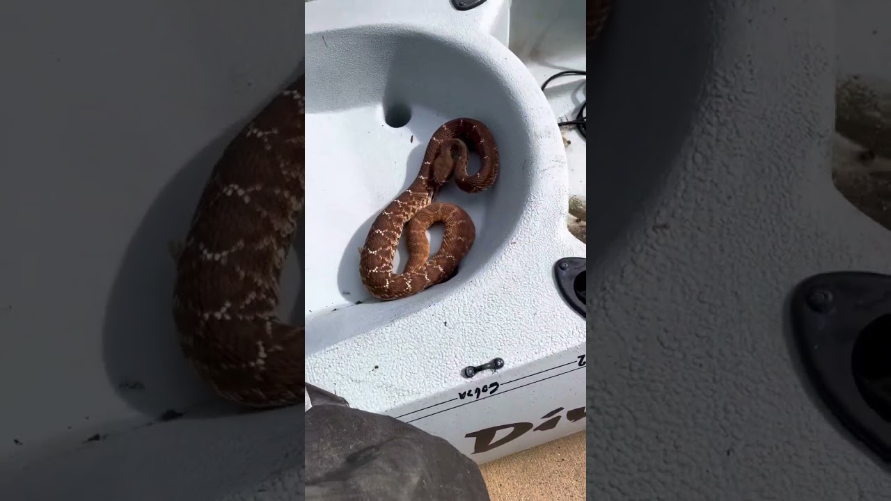 Surprise! Rattlesnake in a toilet