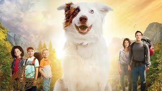 El enviado de Dios - The Stray - Película familiar para reflexionar