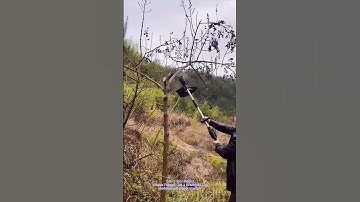 2-in-1 Tool Magic! Weeds Ripped Out + Branches Cut—Satisfying & Super Useful!#shorts