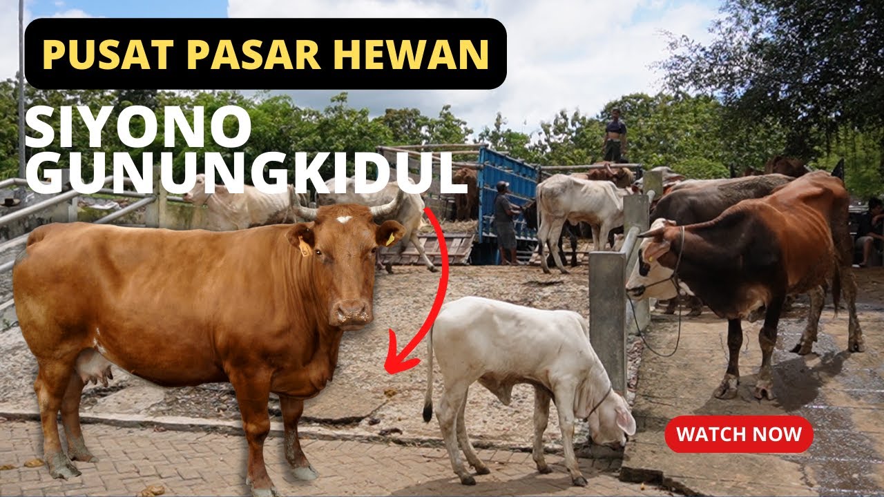 PASAR HEWAN TERBESAR DI GUNUNG KIDUL, JUAL BELI SAPI DAN KAMBING SIYONO ...
