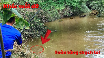 Phát hiện khúc suối rất nhiều cá chạch cá lăng to/câu cá dính thấy ham luôn|tập 2