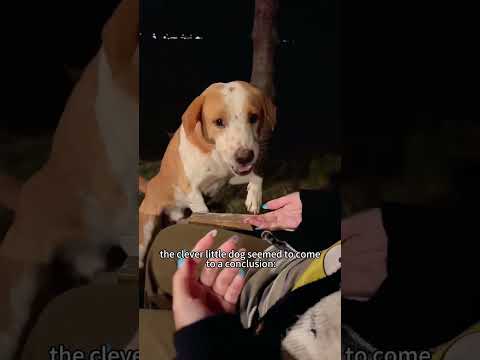 A dog that picks up leaves to exchange for food #animals