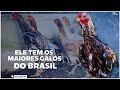 🐓 Ele tem os MAIORES Galos do BRASIL. Você tem que ver ISSO!!! Incrível a sua ESTRUTURA.