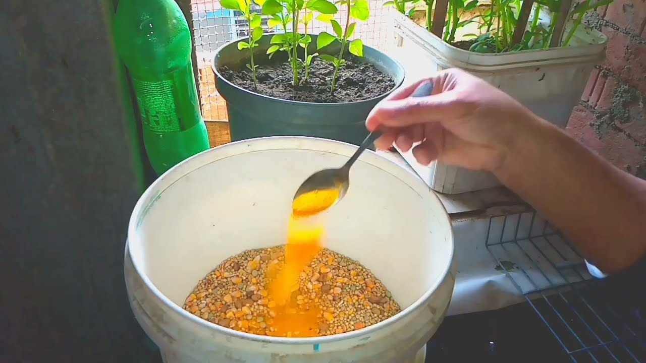 فوائد الكركم للحمام فى فصل الشتاء ولزيادة الانتاج