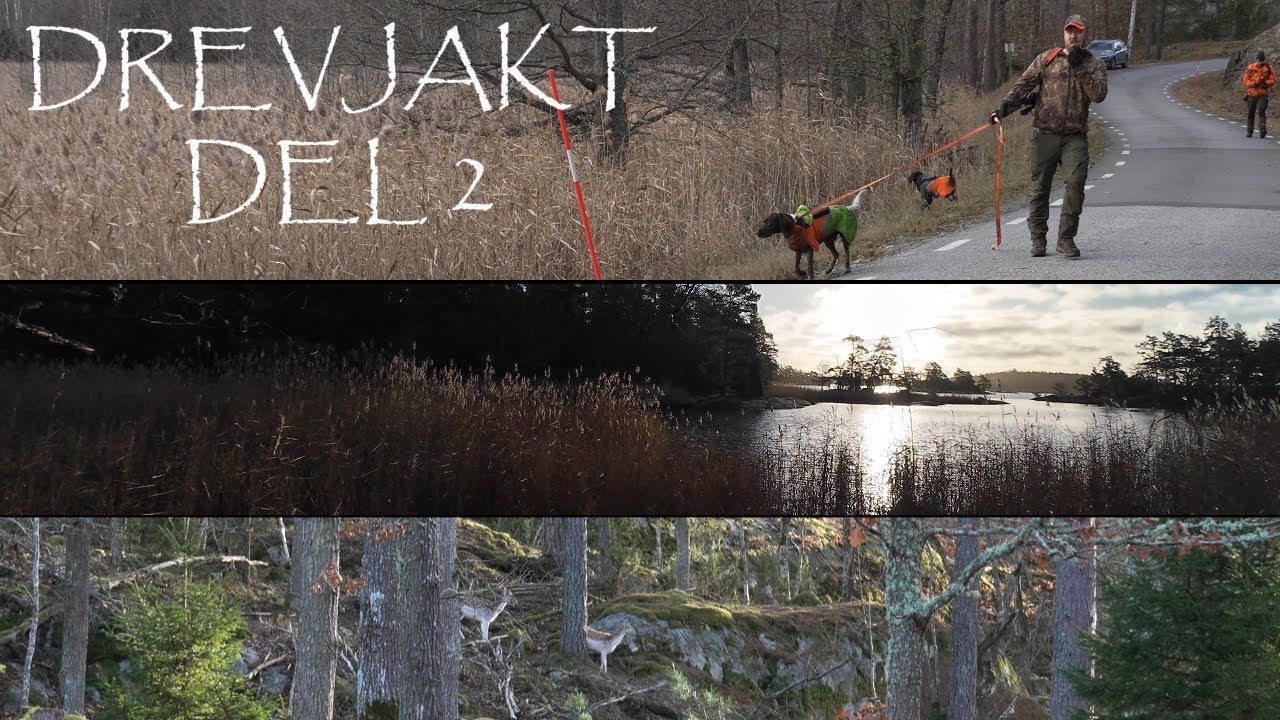 Drevjakt på viltrika marker Del 2/2 - Kron, Dov och vildsvin