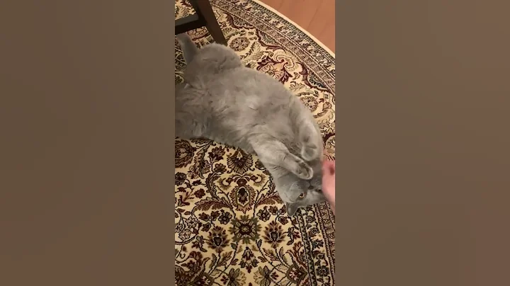 Video 5679221: british shorthair pets cat, tom british shorthair cat, british shorthair cute cat, shorthair cat britishshorthair