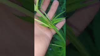Guerilla Grow 🇬🇧
