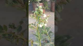 Myrtillier Systems Hors Sol