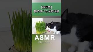【ASMR】元野良猫が猫草をむしゃむしゃ食べる音が気持ち良すぎる🐱🌿