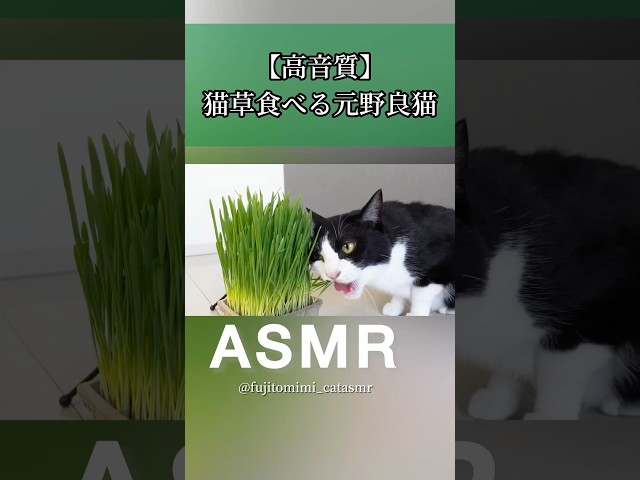 【ASMR】元野良猫が猫草をむしゃむしゃ食べる音が気持ち良すぎる🐱🌿