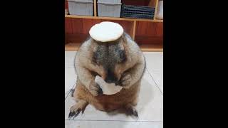 A Marmot eating a rice cake