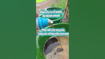 phục hồi cây lúa sau mưa .... #huunhan #lua #thuocbaovethucvat #vtnn#xuhuongyoutube