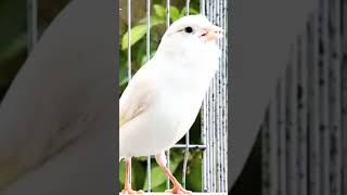 Download Lagu #canario #birds #kenari3in1 #canari #canary #طائرالكناري #تغريدالكناري #birdslover #kenar MP3 Download Lagu #canario #birds #kenari3in1 #canari #canary #طائرالكناري #تغريدالكناري #birdslover #kenar MP3