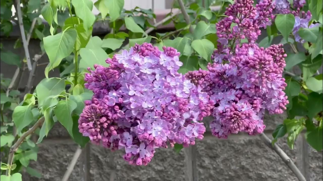 ЦВЕТЁТ СИРЕНЬ…У дома нашего… - YouTube