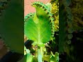 #ഒരമ്മ പെറ്റ നൂറു മക്കൾ # miracle leaf # shorts