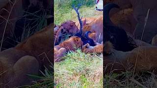 ライオンはサバンナを支配し、ヌーを狩る動物の群れである。 #animals #wildlife #leopard #捕食シーン #lion #特有種 #猟虫 #nature