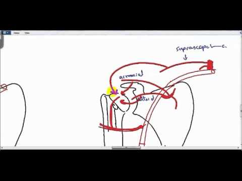 Anastomosis Around Shoulder Joint DR SAMEH GHAZY