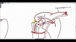 anastomosis around shoulder joint DR SAMEH GHAZY