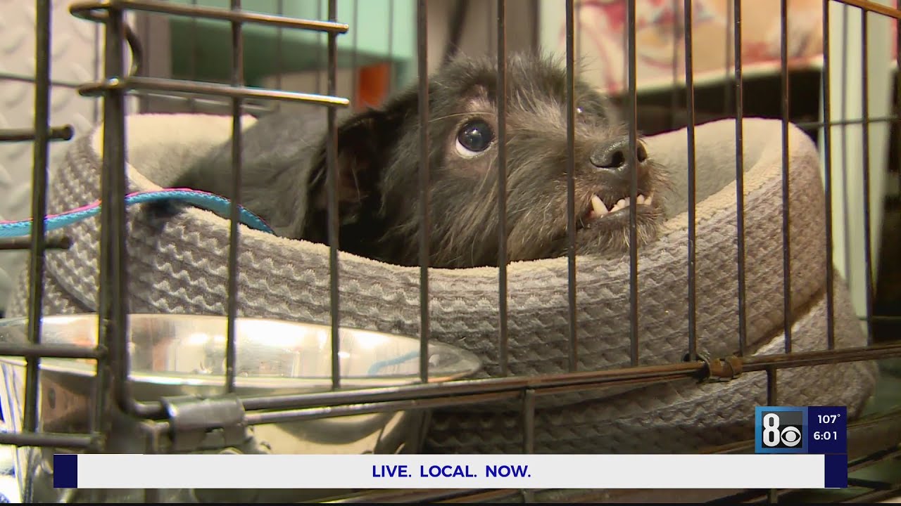 Dog dumped outside Las Vegas thrift store YouTube