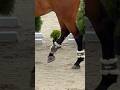 Free riding trick riding bareback | funny and cute horse videos | horse show | سباق الخيل #shorts