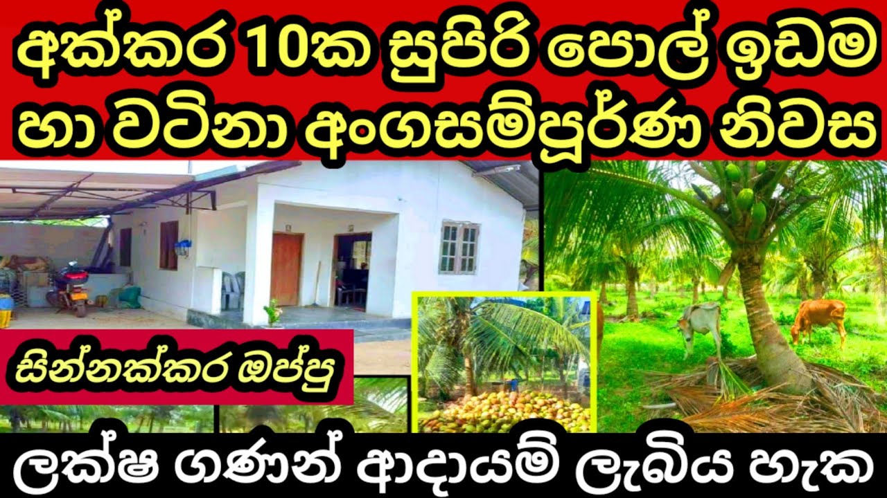 Coconut land for sale House for sale in sri lanka Pol idam Land