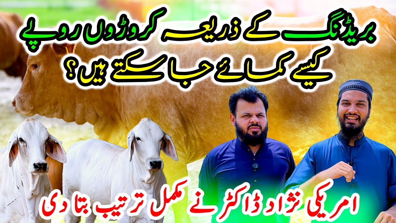 Cattle Breeding Se Crore Kamane Ka Raaz | DayZee Farms Success Story