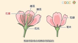 108新課綱國中七下生物花、果實、種子的觀察 