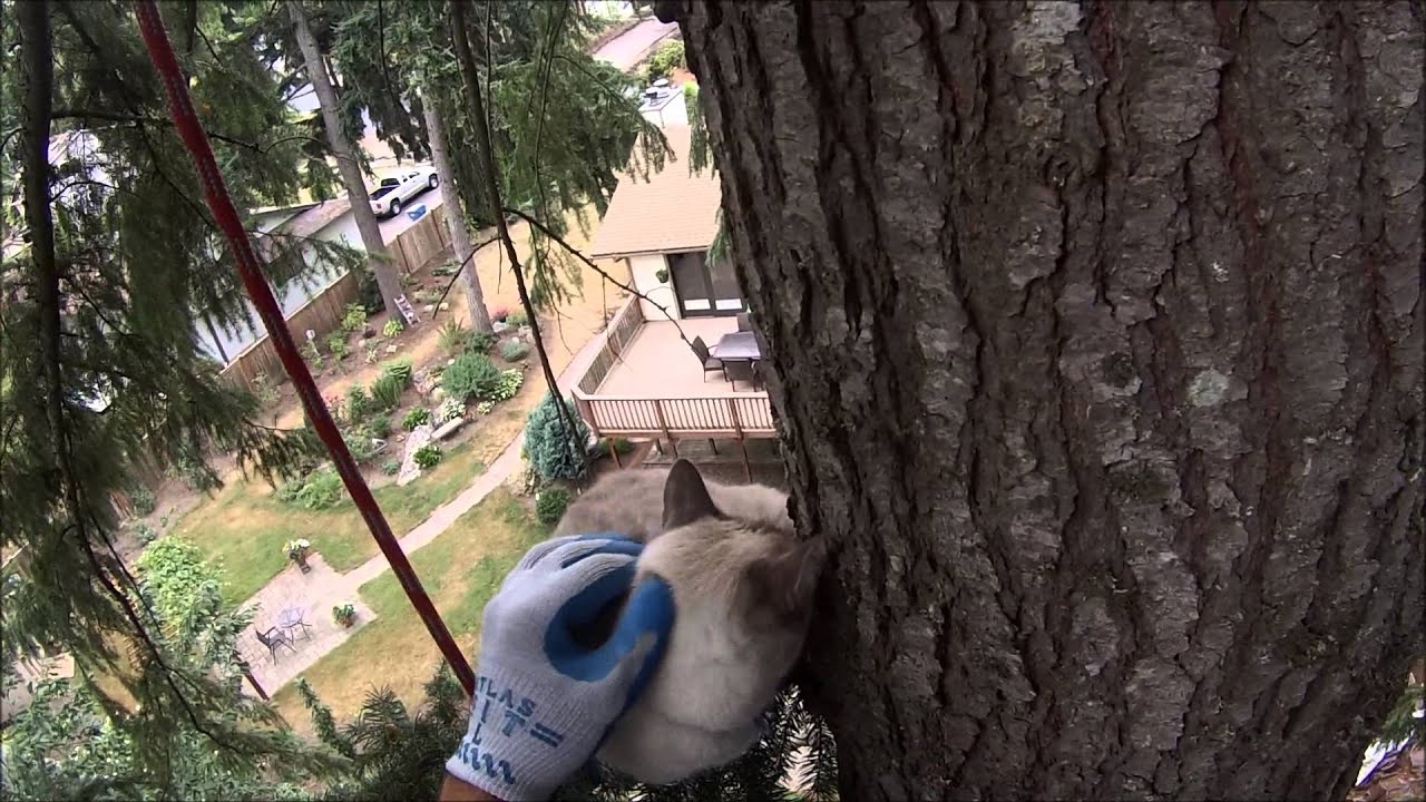 camera iphone 8 plus apk Life gets a little more sunny for a cat named Rainie courtesy of Tom from Treetop Cat Rescue