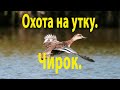 Удачная охота на утку. Шел на воду только чирок.