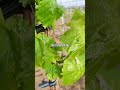 Nuovi Germogli Vite Uva da Tavola ☺️🍇