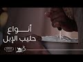 إبل العرب أنواع حليب الإبل وفوائده