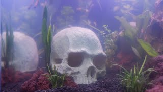 Low Tech No Filter Betta Tank Aquascape (Walstad)