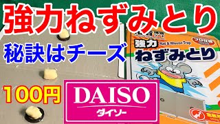 疫病媒介退治！ダイソー★強力ネズミ取り、強粘着プロ用が最高！秘訣はチーズです