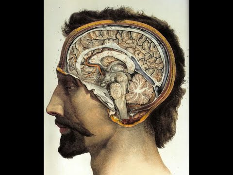 Smegenys: kaip veikia sinapsės? Viačeslav Dubinin