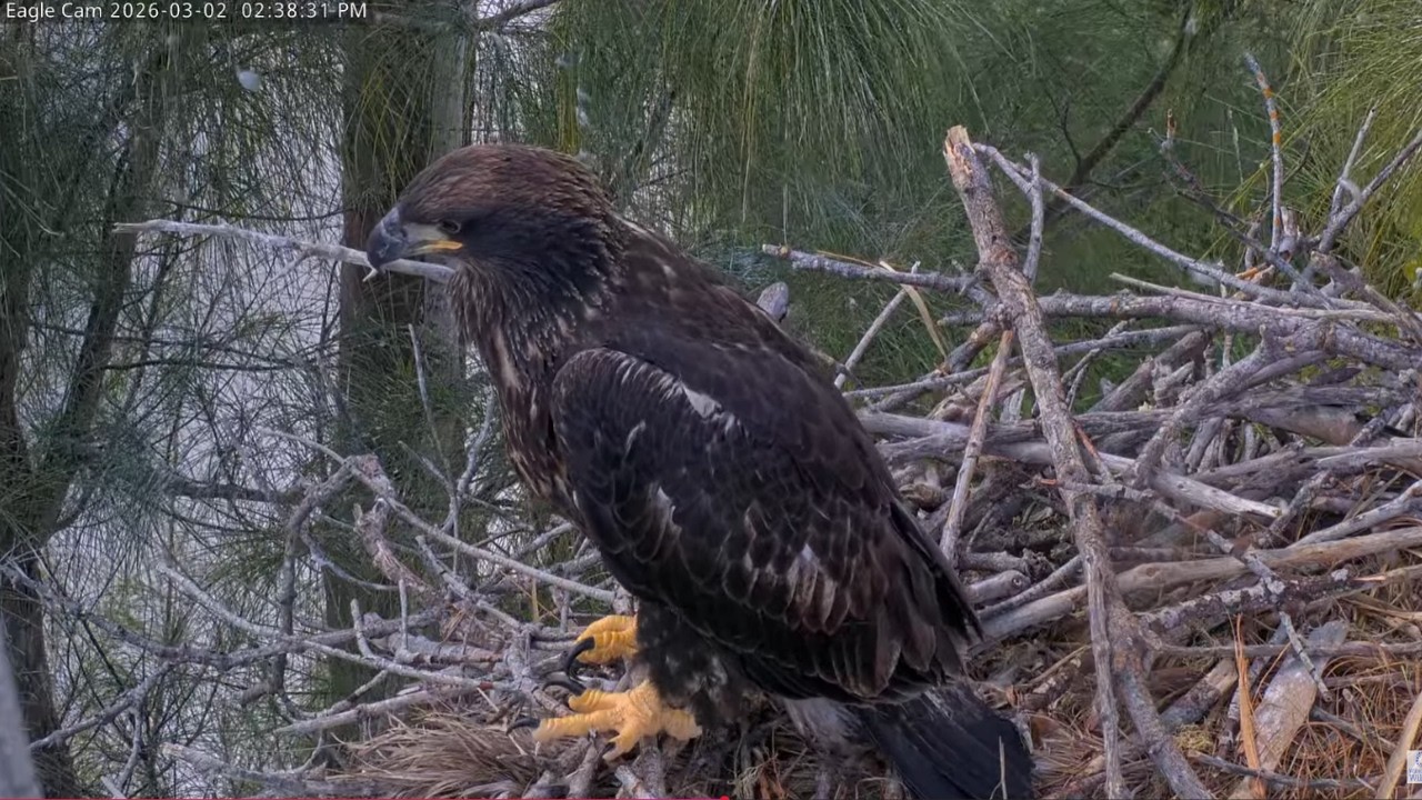 Bald Eaglet Quinn (CE14) | Captiva Eagle Cam | PTZ Cam | Connie & Clive | Chat Enabled