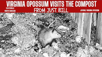 Adorable Virginia Opossum Juvenile Explores Compost Pile | Just Bill Live Stream Highlights