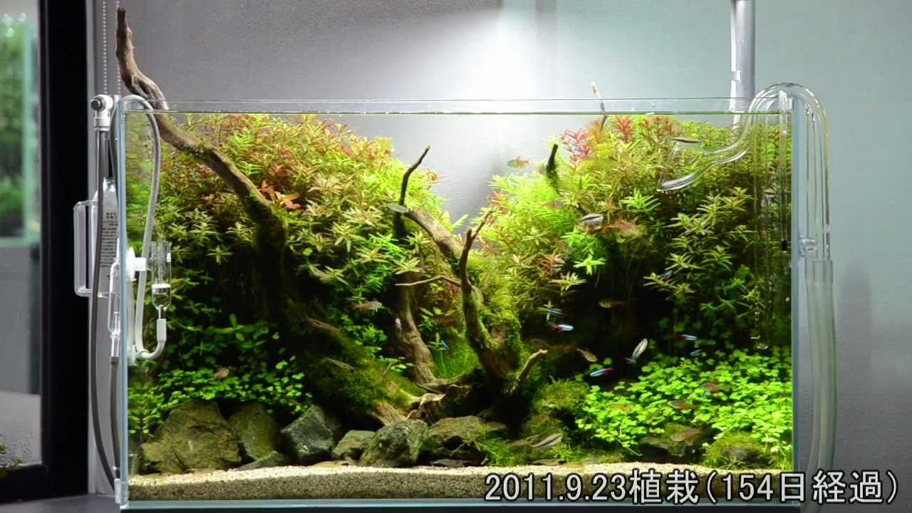 ADA Nature Aquarium 36㎝ガラス水槽 ADA Nature Aquarium 36㎝ガラス