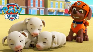 Ovelhas Com Sono - Patrulha Canina Paw Patrol - Desenhos Animados Para Crianças