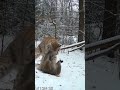 Fury Unfolds in the Fog-Filled Hollow #minicamera #animals