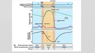 Cardiac Cycle Part 2