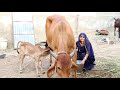 Village Life Evening Routine Cow Milking By Hand | Rajasthan Ki Ekta