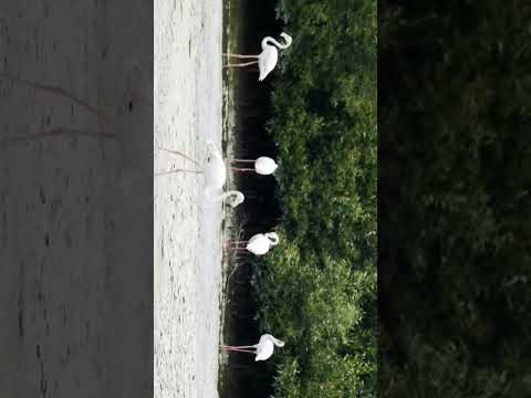 Ras Al Khor Wildlife sanctuary Dubai #youtubeshorts #dubai #dubaiview #newvideo #rasalkhor